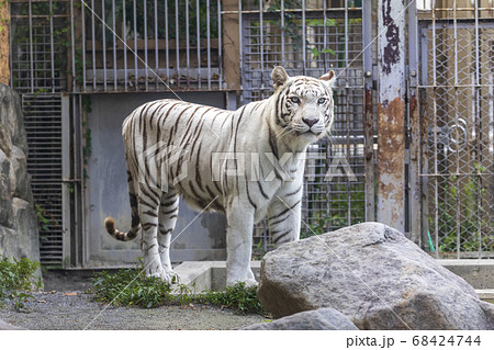 ホワイトタイガー(ベンガルトラの白変種) 68424744
