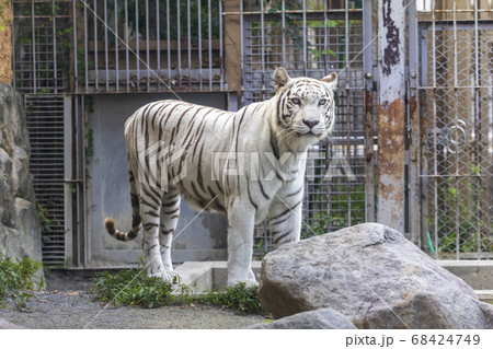 ホワイトタイガー(ベンガルトラの白変種) 68424749