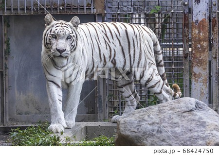 ホワイトタイガー(ベンガルトラの白変種) 68424750