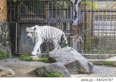 ホワイトタイガー(ベンガルトラの白変種) ホワイトタイガー(ベンガルトラの白変種) 68424787