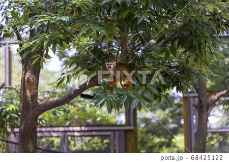 コモンリスザル コモンリスザル 68425122