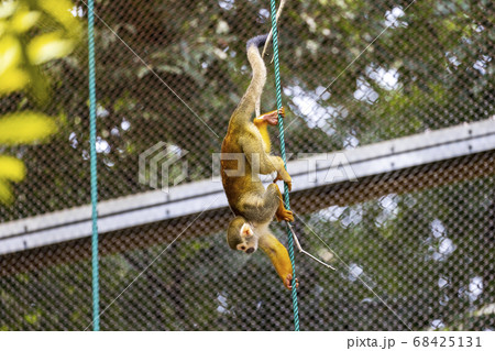 コモンリスザル 68425131