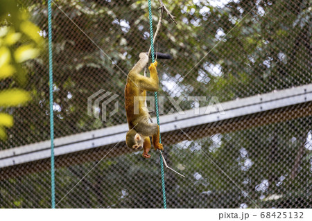 コモンリスザル コモンリスザル 68425132