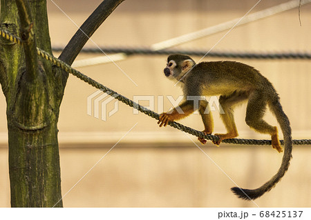 コモンリスザル コモンリスザル 68425137