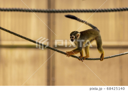 コモンリスザル コモンリスザル 68425140