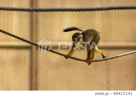 コモンリスザル 68425141