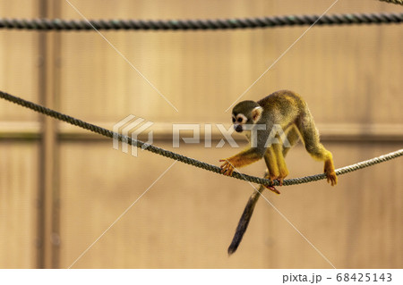 コモンリスザル 68425143