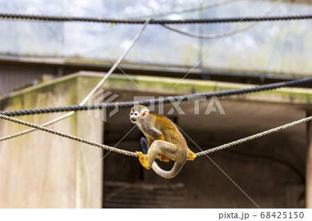 コモンリスザル 68425150