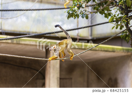 コモンリスザル 68425155