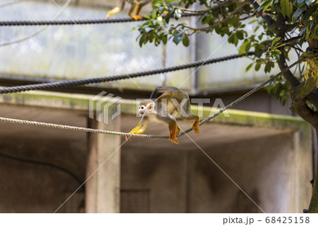 コモンリスザル 68425158