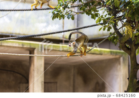 コモンリスザル 68425160