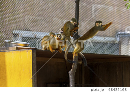 コモンリスザル 68425168