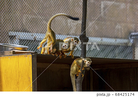 コモンリスザル 68425174