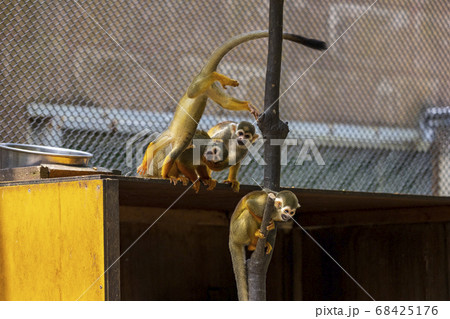 コモンリスザル 68425176