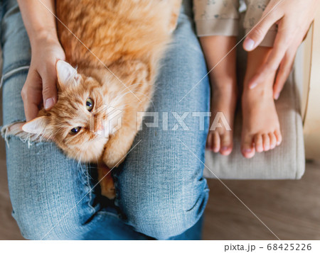Top view on cute ginger cat lying on knees. Woman in jeans sits on chair with toddler and with fluffy pet on knees. Cozy home for domestic animal. 68425226