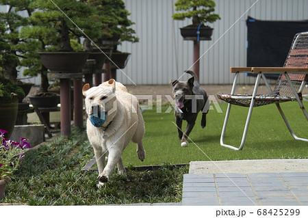 ラブラドールとミックス　ピットブル　ラブラドールレトリバー　イヌ　ペット　真夏　ボール　遊ぶ 68425299