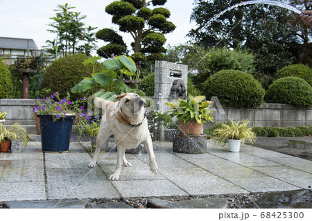水浴びするラブラドールレトリバー 犬 dog イヌ 十二支 干支 戌年 真夏 水 動物 ペット 水浴びするラブラドールレトリバー 犬 dog イヌ 十二支 干支 戌年 真夏 水 動物 ペット 68425300
