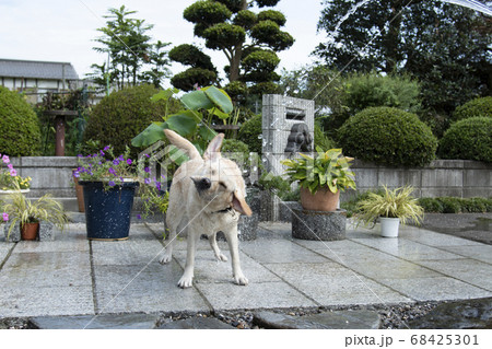水浴びするラブラドールレトリバー　犬　dog　イヌ　十二支　干支　戌年　真夏　水　動物　ペット 68425301