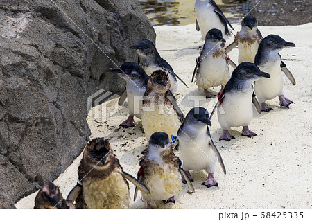 フェアリーペンギン, コガタペンギン, リトルペンギン 68425335