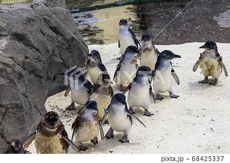 フェアリーペンギン, コガタペンギン, リトルペンギン フェアリーペンギン, コガタペンギン, リトルペンギン 68425337