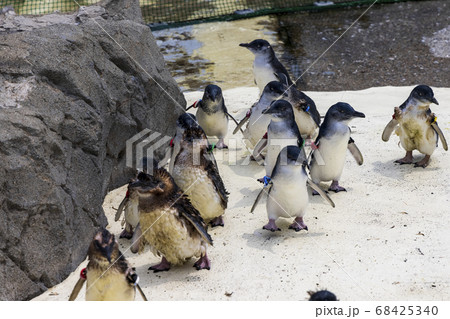 フェアリーペンギン, コガタペンギン, リトルペンギン フェアリーペンギン, コガタペンギン, リトルペンギン 68425340