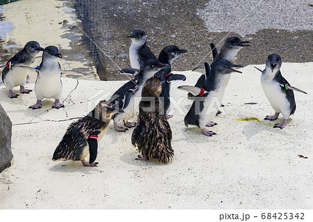 フェアリーペンギン, コガタペンギン, リトルペンギン 68425342