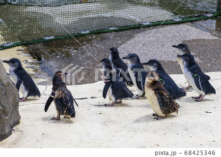 フェアリーペンギン, コガタペンギン, リトルペンギン フェアリーペンギン, コガタペンギン, リトルペンギン 68425346