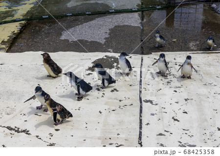 フェアリーペンギン, コガタペンギン, リトルペンギン フェアリーペンギン, コガタペンギン, リトルペンギン 68425358