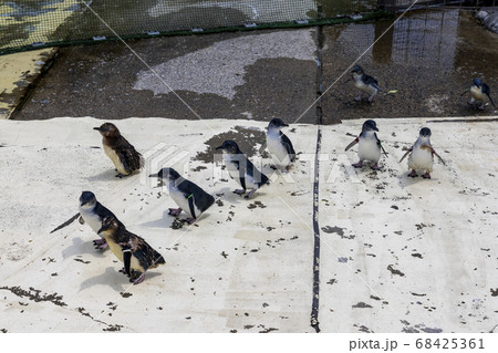 フェアリーペンギン, コガタペンギン, リトルペンギン フェアリーペンギン, コガタペンギン, リトルペンギン 68425361