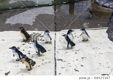 フェアリーペンギン, コガタペンギン, リトルペンギン フェアリーペンギン, コガタペンギン, リトルペンギン 68425367