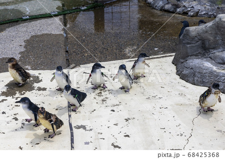 フェアリーペンギン, コガタペンギン, リトルペンギン フェアリーペンギン, コガタペンギン, リトルペンギン 68425368
