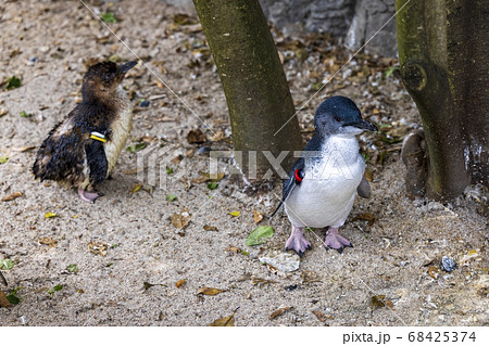 フェアリーペンギン, コガタペンギン, リトルペンギン 68425374