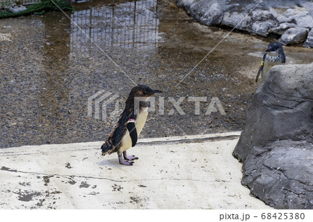 フェアリーペンギン, コガタペンギン, リトルペンギン フェアリーペンギン, コガタペンギン, リトルペンギン 68425380