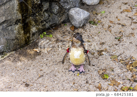 フェアリーペンギン, コガタペンギン, リトルペンギン フェアリーペンギン, コガタペンギン, リトルペンギン 68425381