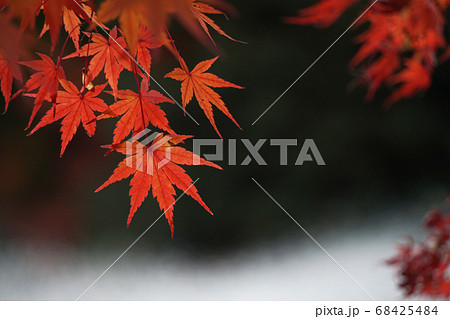 川沿いの紅葉	 68425484