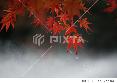 川沿いの紅葉 川沿いの紅葉 68425488