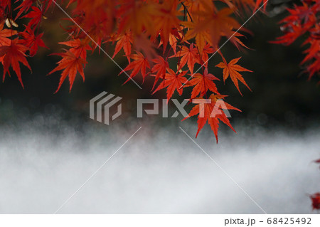 川沿いの紅葉 川沿いの紅葉 68425492