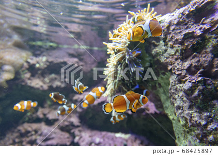 イソギンチャクと共棲するカクレクマノミ イソギンチャクと共棲するカクレクマノミ 68425897