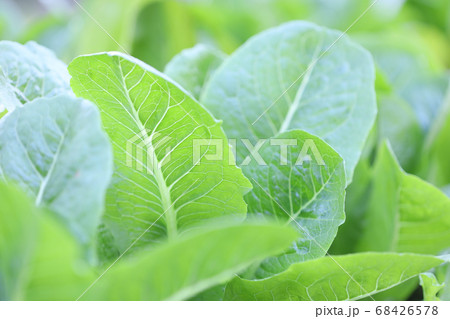 Organic flower cabbage green leaves  68426578