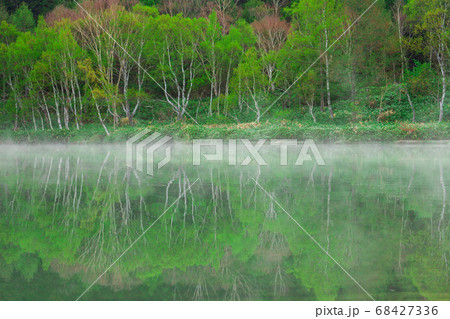 新緑の木戸池　春の志賀高原 68427336