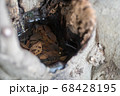 切り株の水たまりに沈む枯葉 68428195