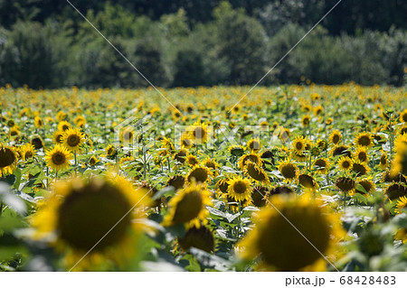 Sunflowers field on sunny day with selective focus Sunflowers field on sunny day with selective focus 68428483