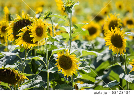 Sunflowers field on sunny day with selective focus 68428484