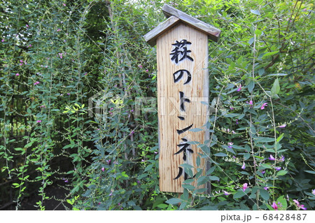 秋の七草 萩 秋の七草 萩 68428487