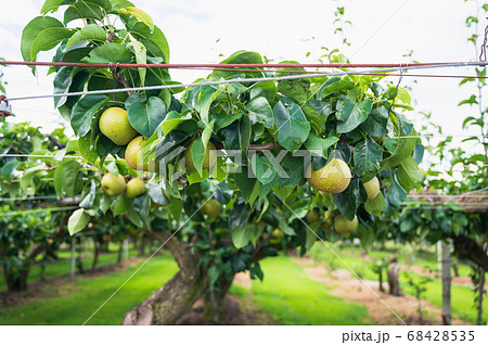 果樹園の梨の木 68428535
