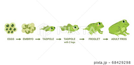 Frog life cycle. Egg masses, tadpole, froglet, frog metamorphosis. Wild water animals, evolution development toads cartoon vector diagram 68429298