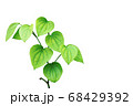 Green pepper plant on white background. 68429392