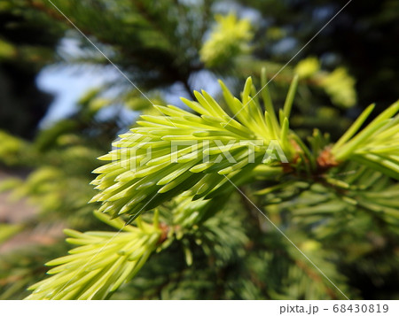 green twig spruce green twig spruce 68430819