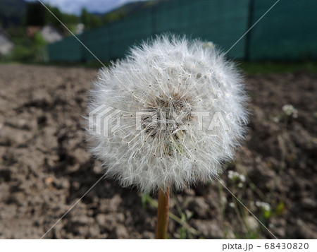 dandelion , flowering dandelion, dandelion , flowering dandelion, 68430820