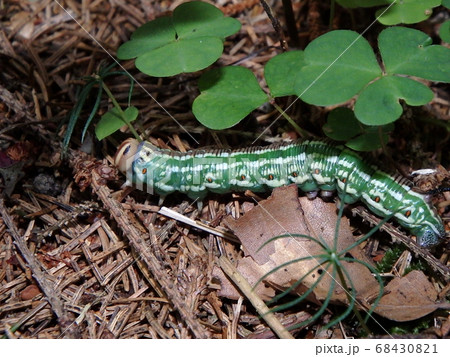 Big green caterpillar Big green caterpillar 68430821